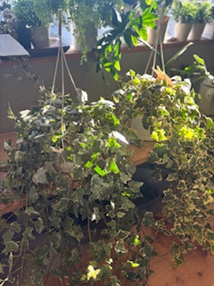 ファイル 1086-1.jpeg