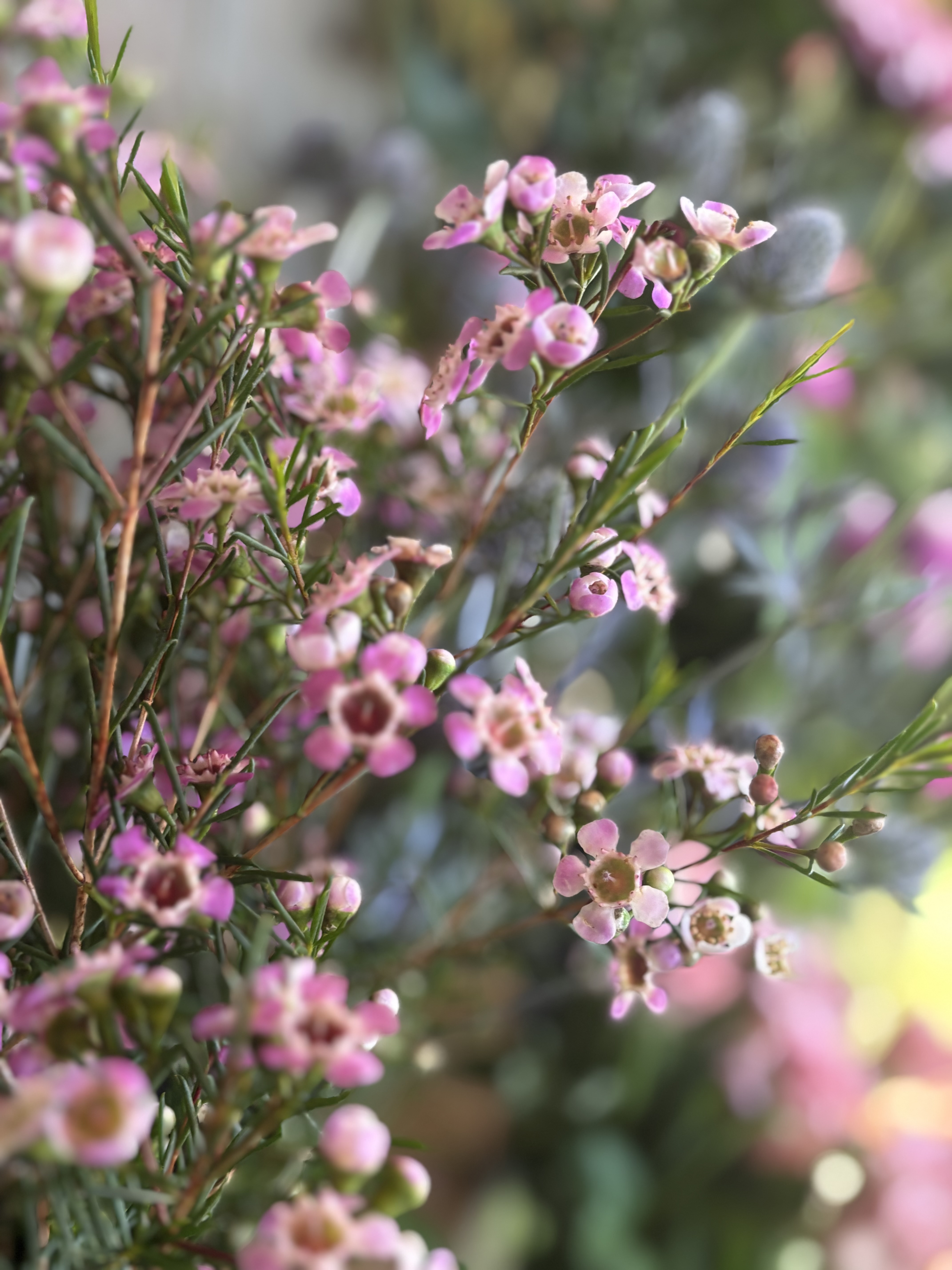 ファイル 1107-1.jpeg