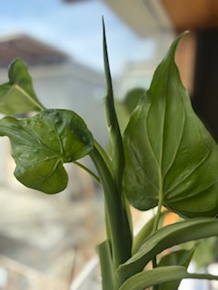 ファイル 1152-1.jpeg