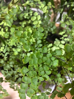 ファイル 1163-1.jpeg