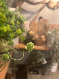 ファイル 1165-1.jpeg