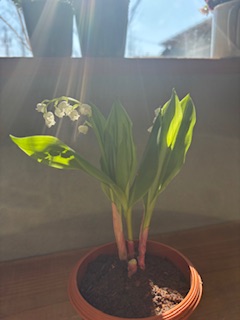 ファイル 1169-1.jpeg