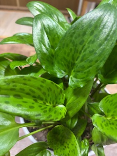 ファイル 1170-1.jpeg