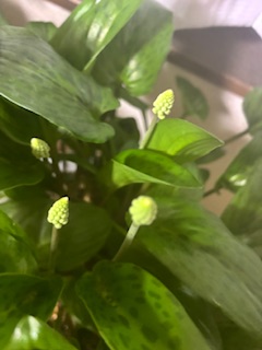 ファイル 1172-1.jpeg