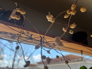 ファイル 1173-1.jpeg