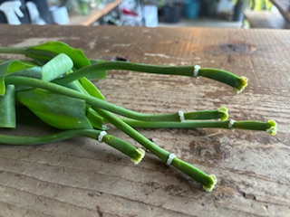 ファイル 1175-1.jpeg