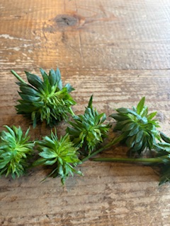 ファイル 1177-1.jpeg