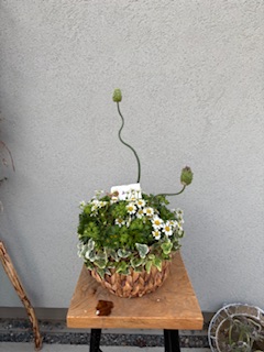 ファイル 1178-1.jpeg